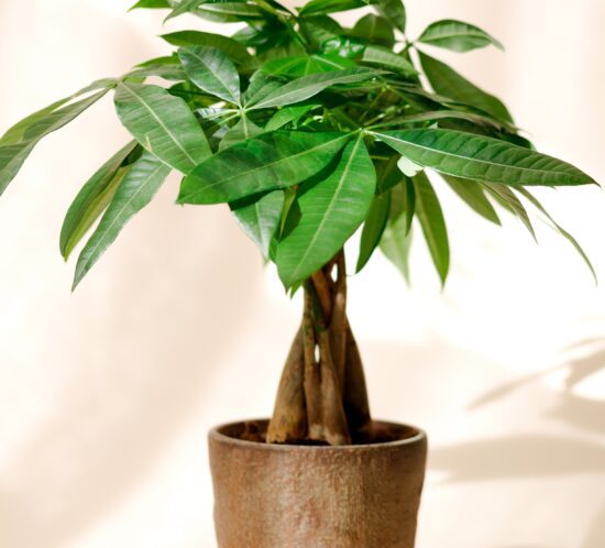 MONEY TREE lunar new year plants