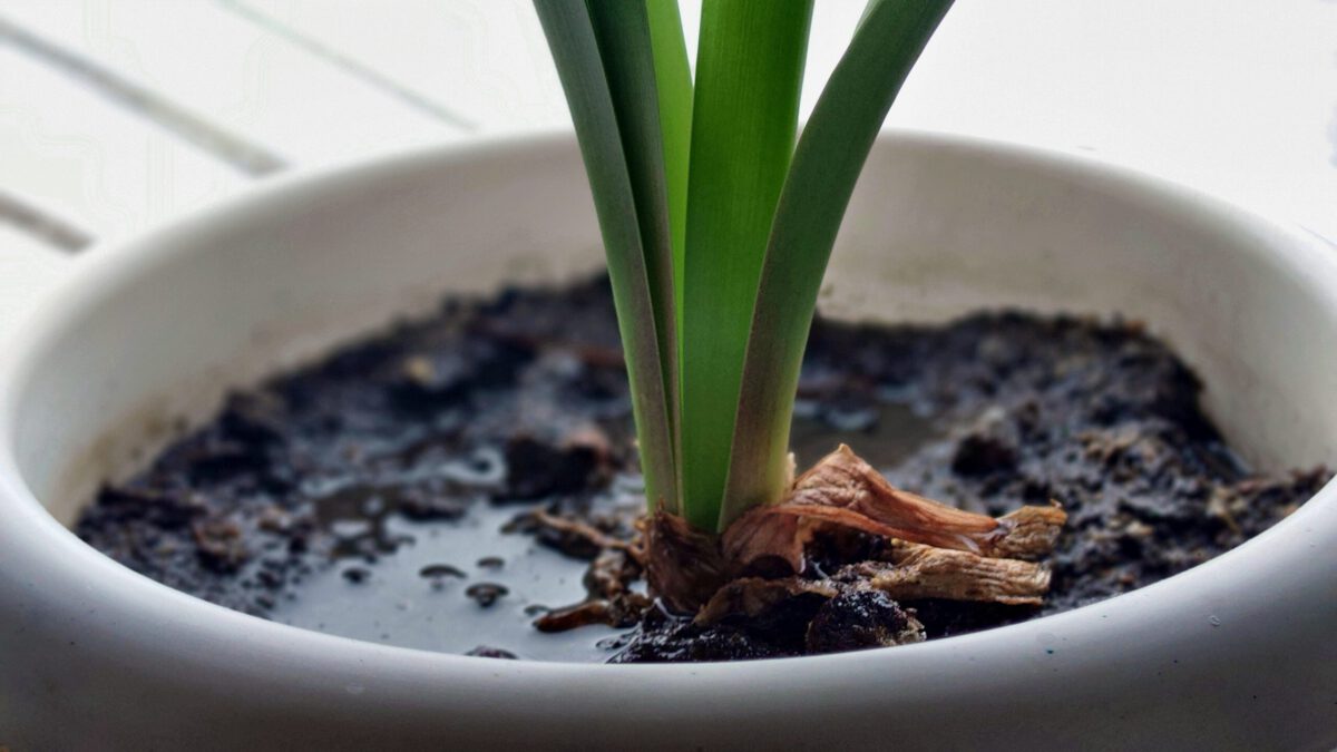 waterlogged soil can lead to root rot