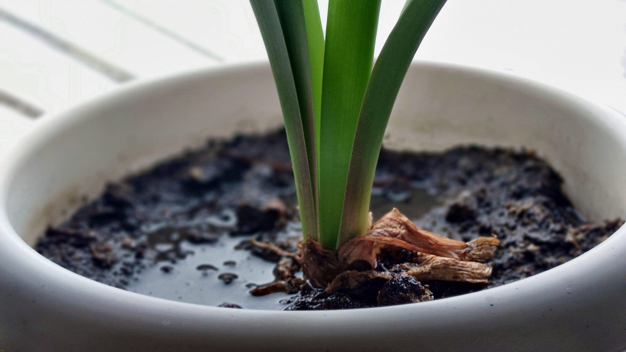 waterlogged soil can lead to root rot