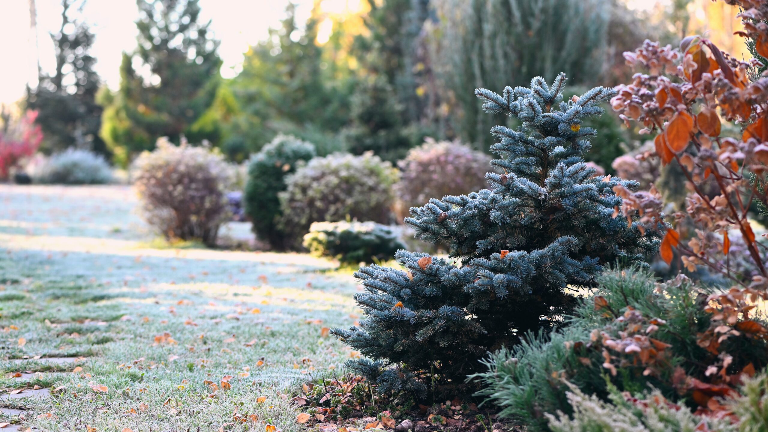 garden with winter interest