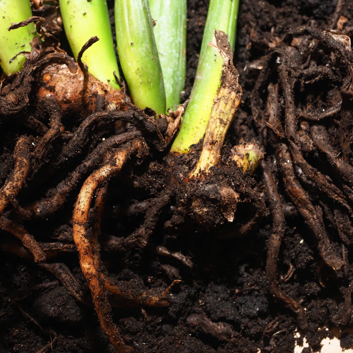 root rot