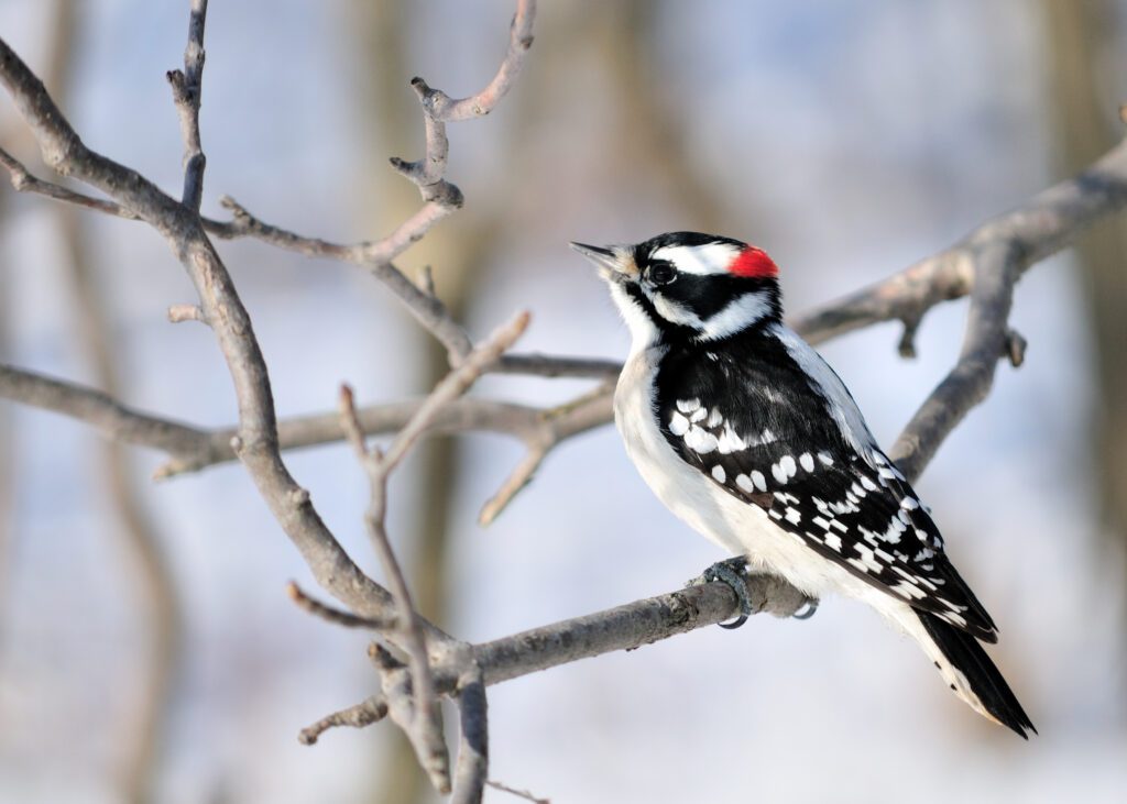 woodpeckers