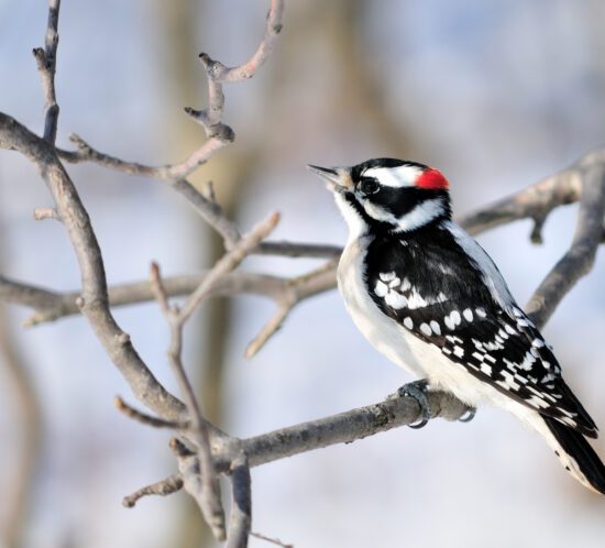 woodpecker