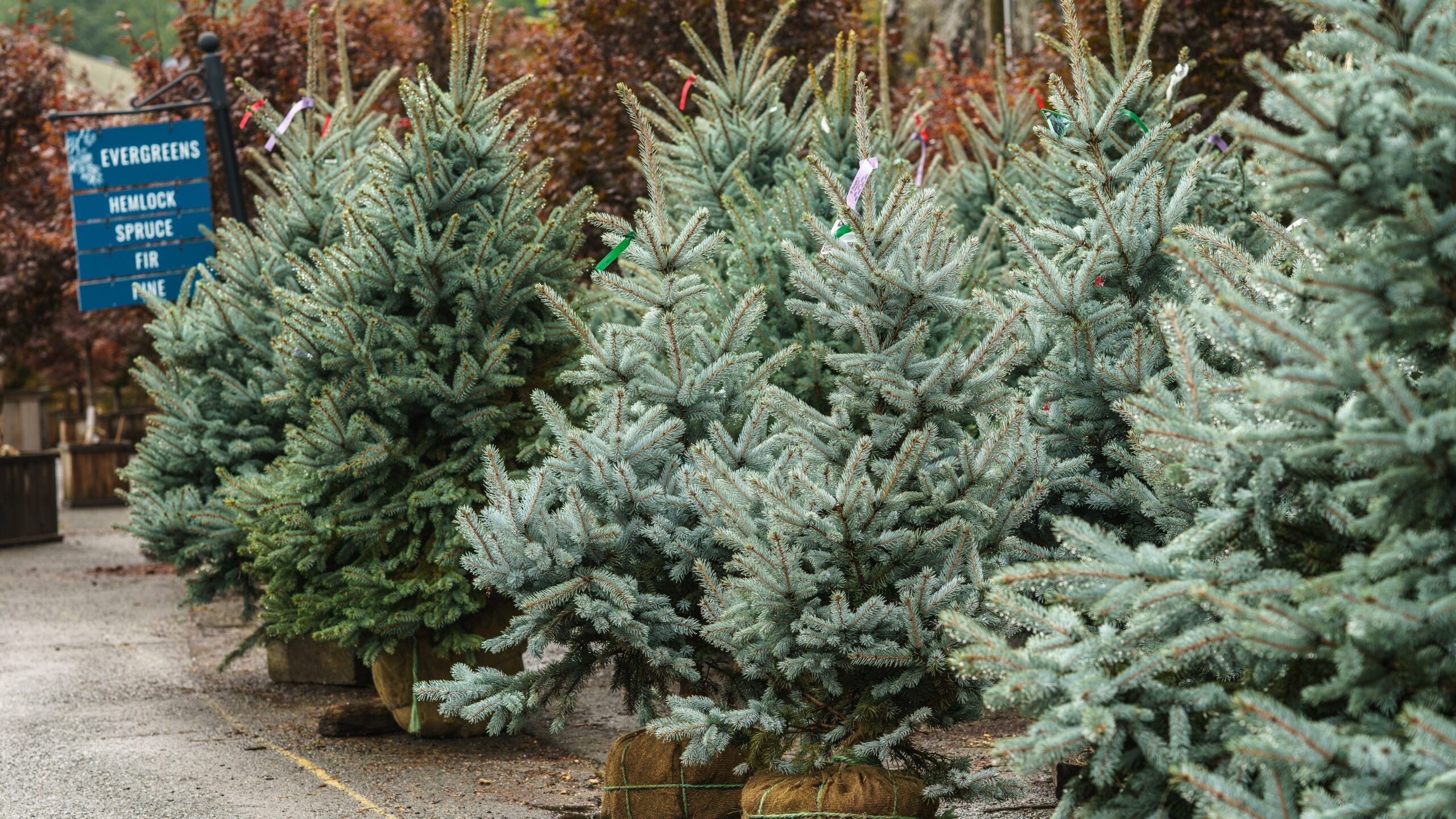 Spruce for Winter interest