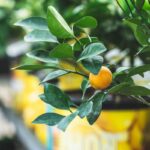 citrus lunar new years plants