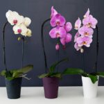 orchid lunar new years plants