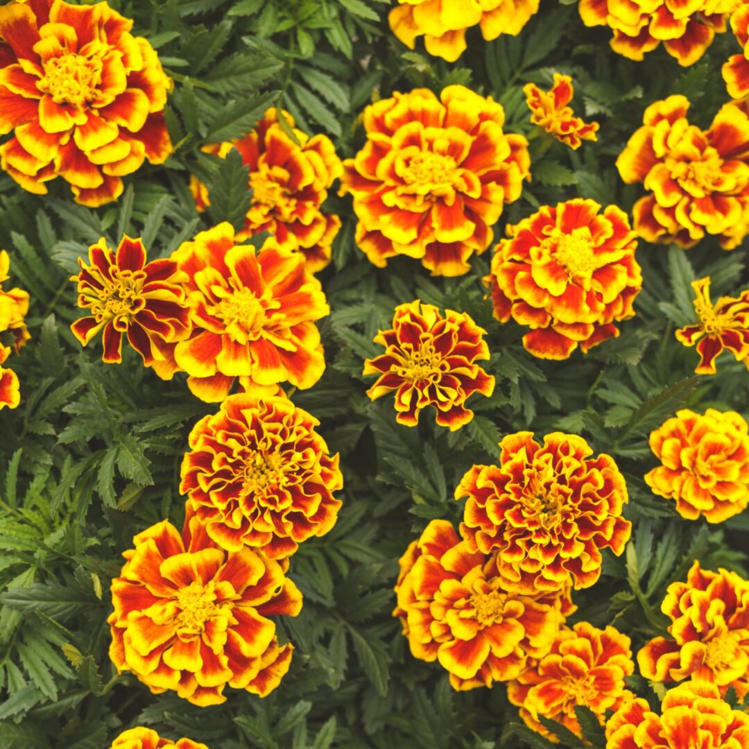 birth month flowers marigolds october