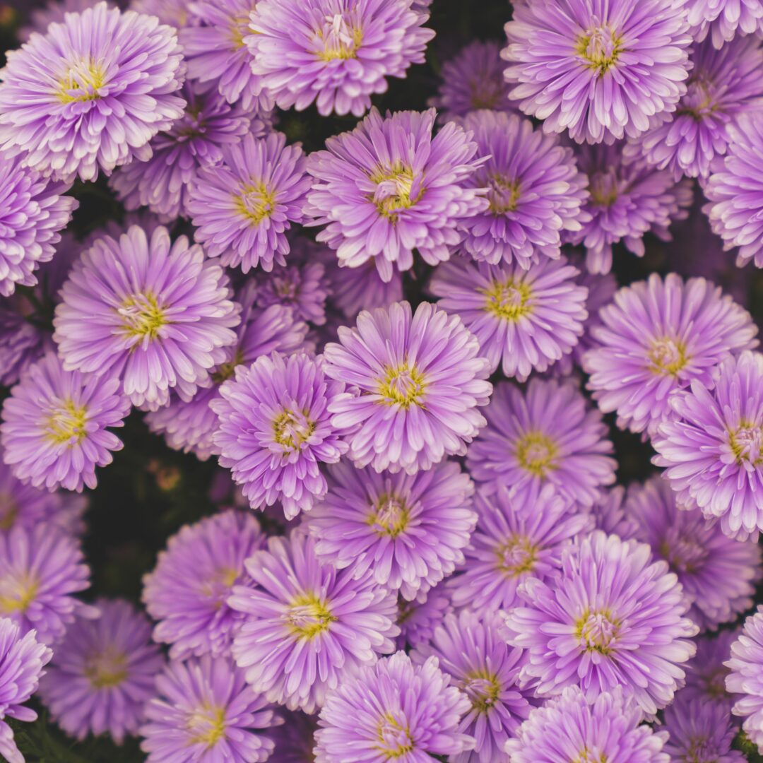 birth month flowers aster september