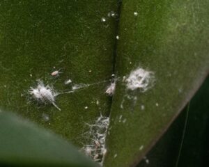 mealybugs