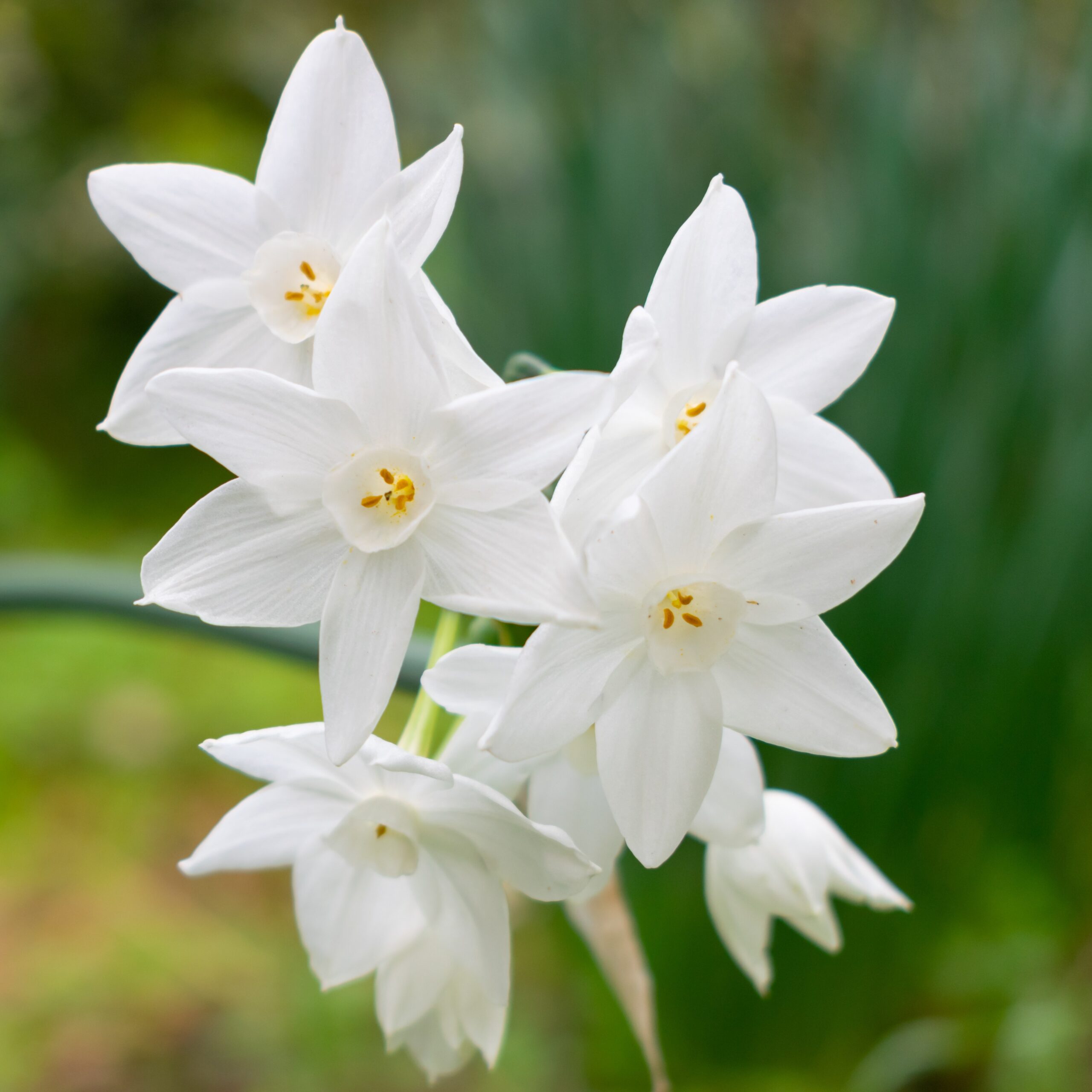 birth month flowers narcissus december