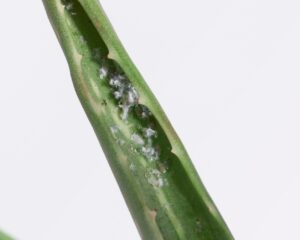 indoor plant pests mealybugs