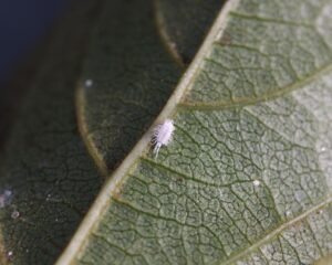 indoor house plant pests mealybugs