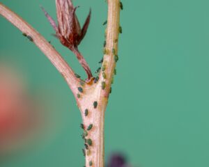 aphid