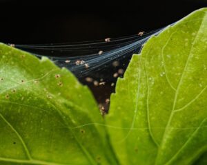 indoor plant pests spider mites