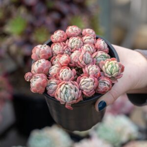 succulent care