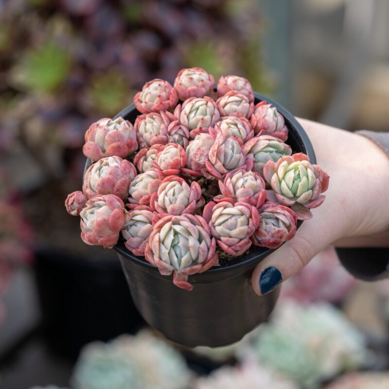 succulent care