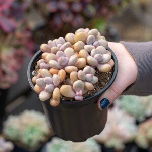 succulent care