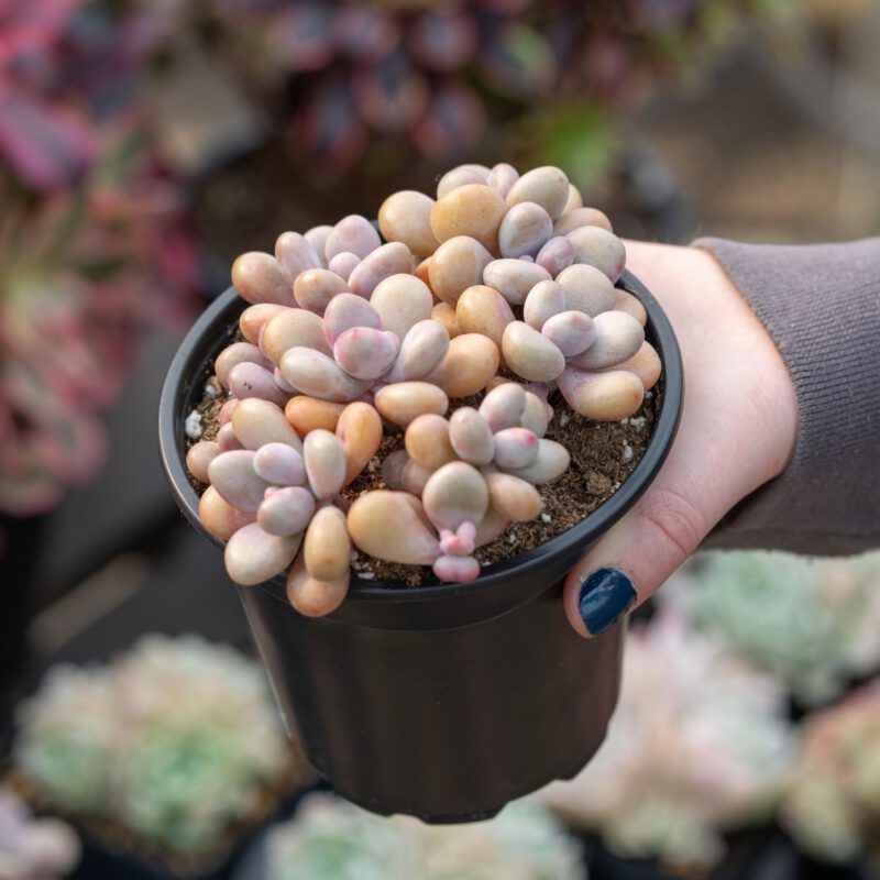 succulent care