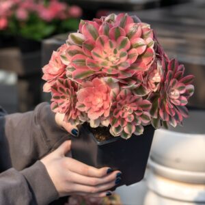 succulent care