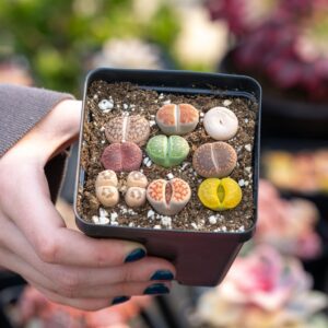 succulent care