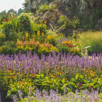 perennials perennials