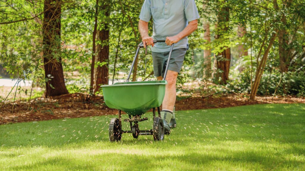 seeding a lawn