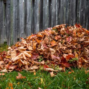 leaves on lawn