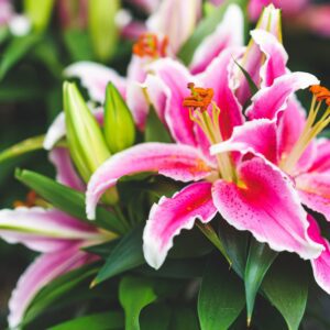Summer-Flowering Bulbs