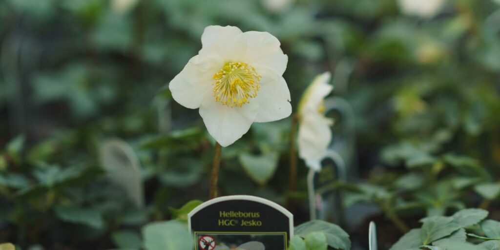 Hellebore Flower