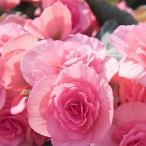 Summer-Flowering Bulbs