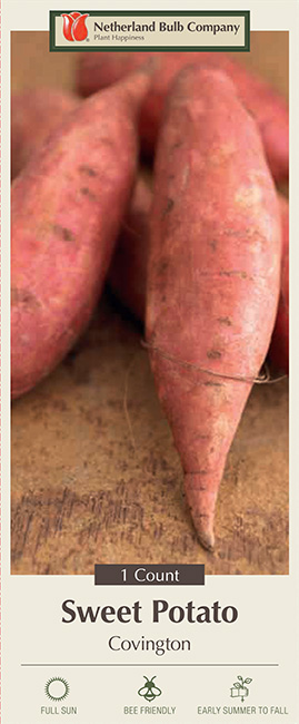 Edible Summer Bulbs sweet potato