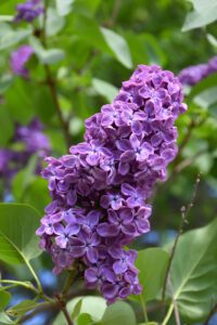 pocahontas lilac
