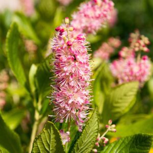 Native plants Massachusetts clethra