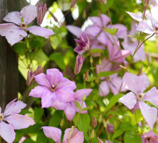 clematis