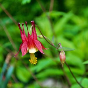 Native plants Massachusetts columbine
