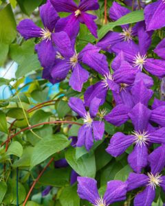 clematis jackmanii