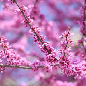 Native plants Massachusetts redbud