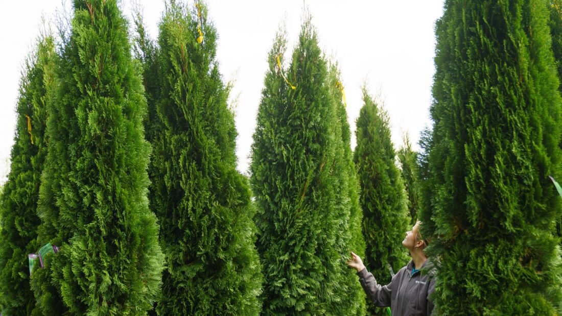 Arborvitae for privacy screening
