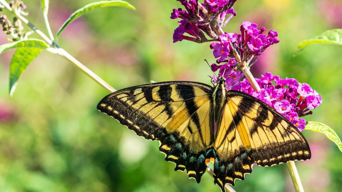 butterfly garden from seed