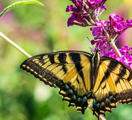 butterfly garden from seed