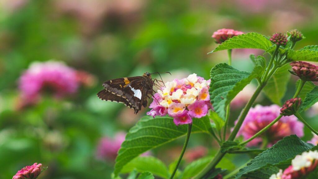 butterfly garden from seed