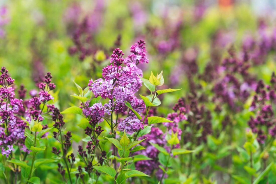 Guide to Growing Lilacs