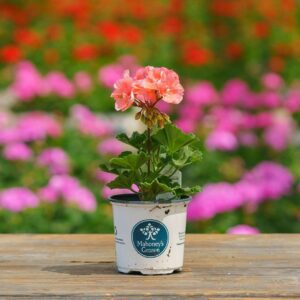 Mahoney's Geraniums tango salmon