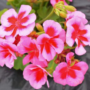 Mahoney's Geraniums rose mega splash