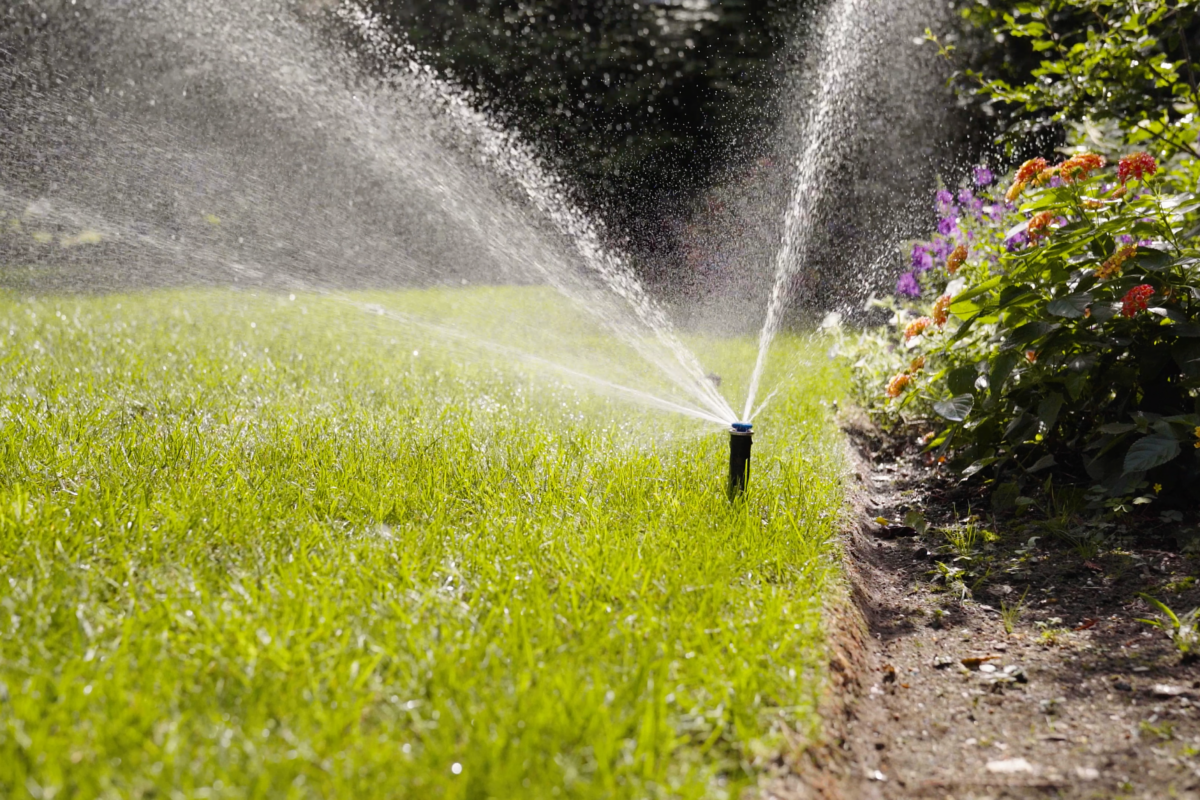 watering sod care