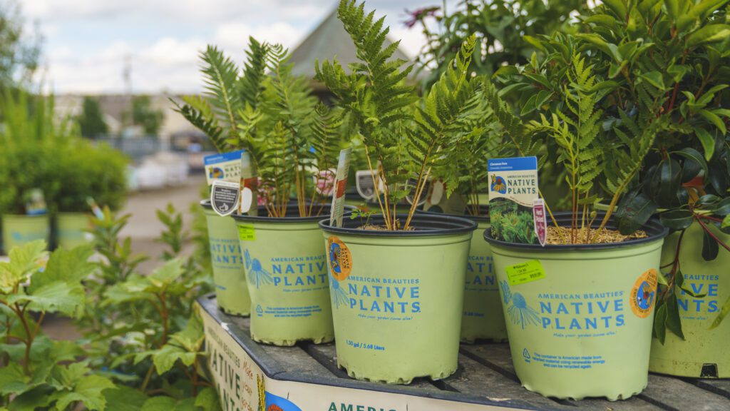 native plants vs cultivars