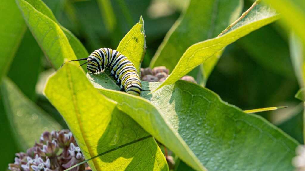 Milkweed and host plants for butterflies
