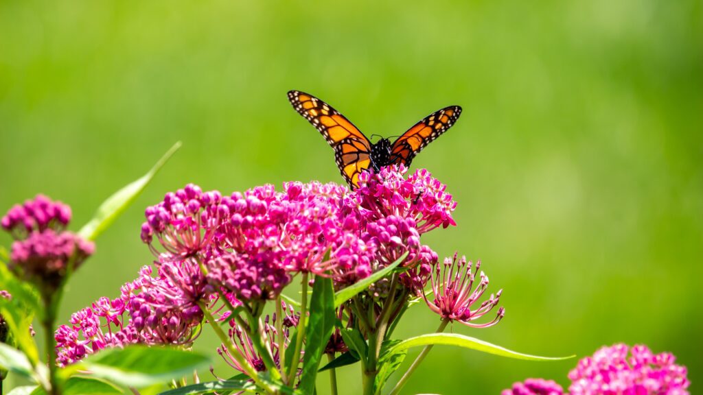 Milkweed and host plants for butterflies