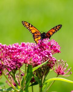 pollinator friendly fertilizers