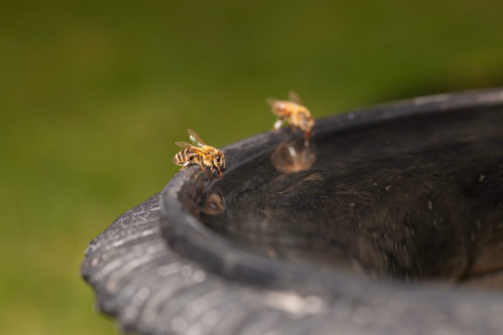 pollinators drinking water